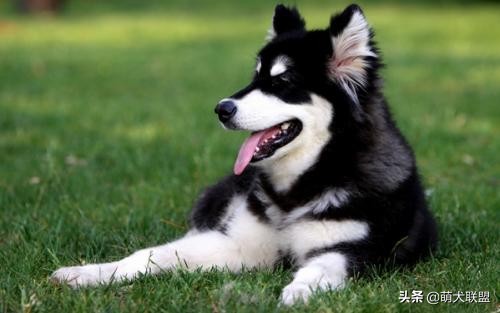 给阿拉斯加幼犬吃什么好呢,阿拉斯加美毛狗粮