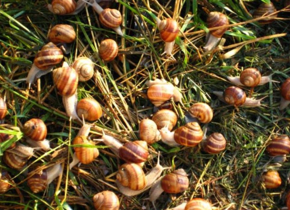 旅客携带439只甲虫入境被拦,海关查获活体蜗牛