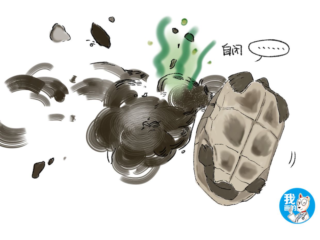 乌龟几天只吃不拉,乌龟几天不吃不喝背甲有什么变化