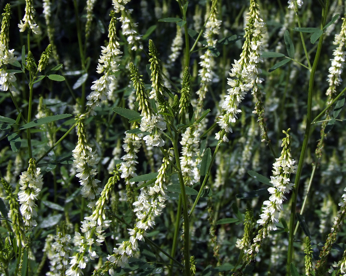 绿山墙的安妮书中的戴安娜,绿山墙的安妮和戴安娜结局