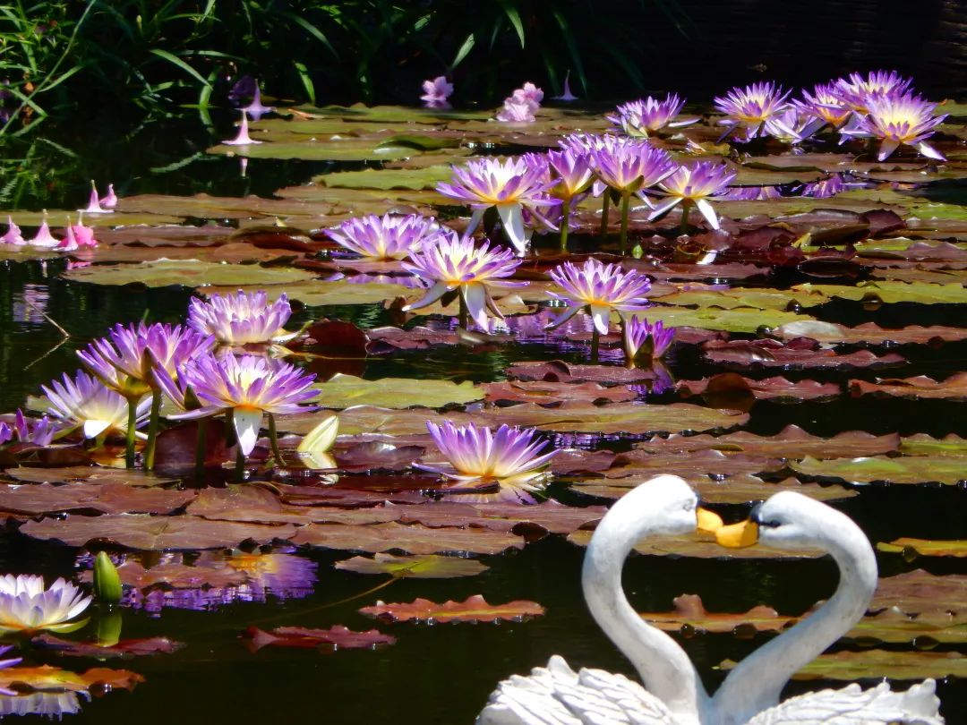广州花海最新视频,广州花海大片蔚为壮观