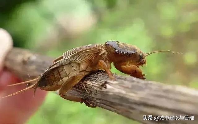 草树青翠虫鸣起，一枕清凉入梦来