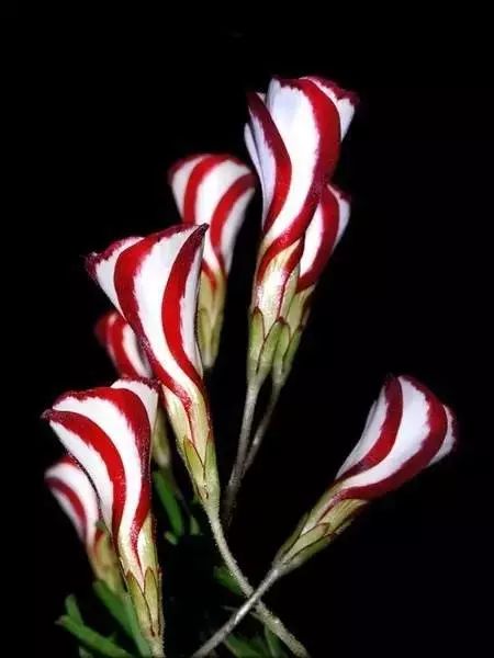 世界顶级奇花异卉,100种奇花异草图