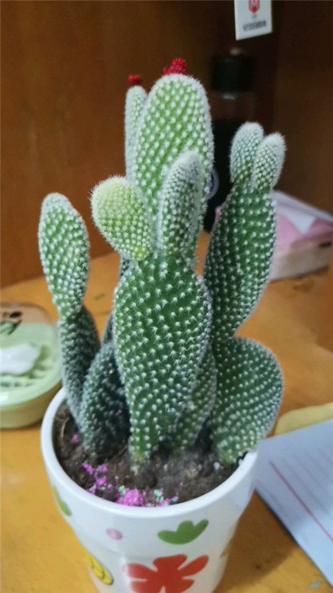 仙人掌怎么养才会爆盆,仙人掌如何长大不长侧芽还开花