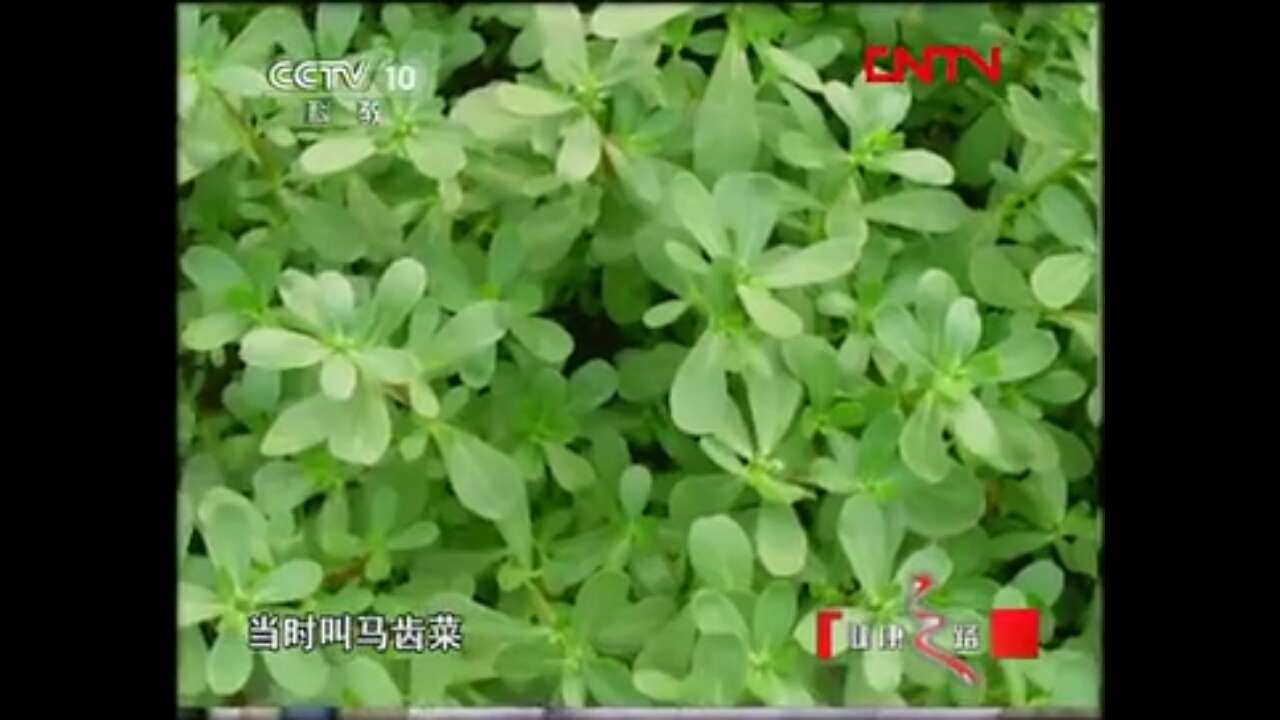 口臭脸油头发油喝什么茶,口臭脸油头发油吃什么药