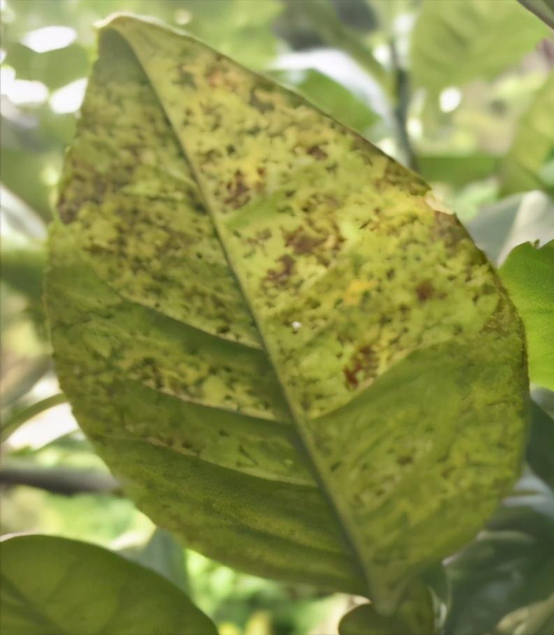 黑皮果锈壁虱,怎么分辨柑橘锈壁虱果和沙皮病果