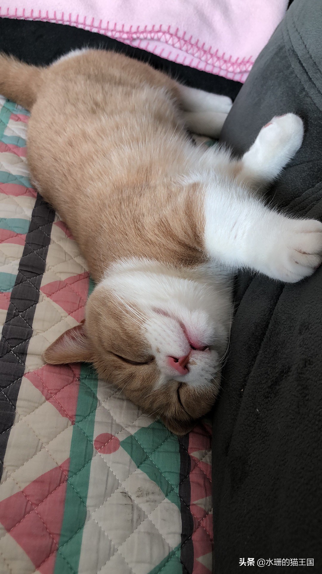 吸引猫咪过来的叫声,猫咪发出凄惨的叫声