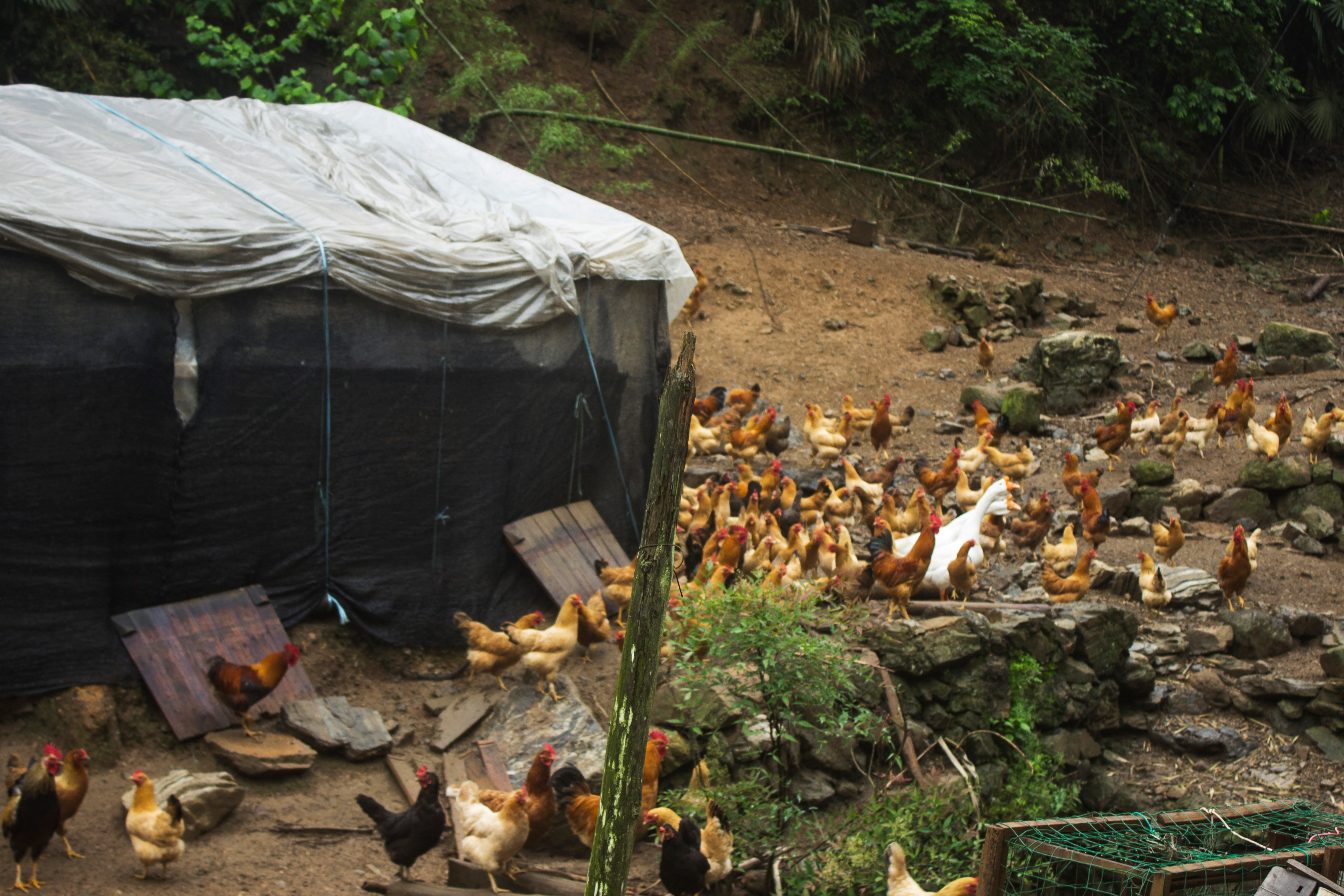 养殖2000只土鸡的成本与利润,怎么养土鸡赚钱