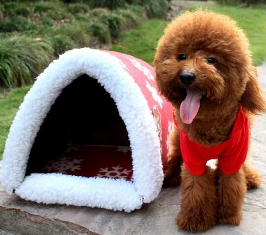 泰迪犬嘴巴臭是什么原因,泰迪犬突然口很臭怎么回事