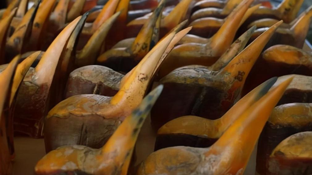 头骨最值钱鸟,头骨很珍贵的鸟