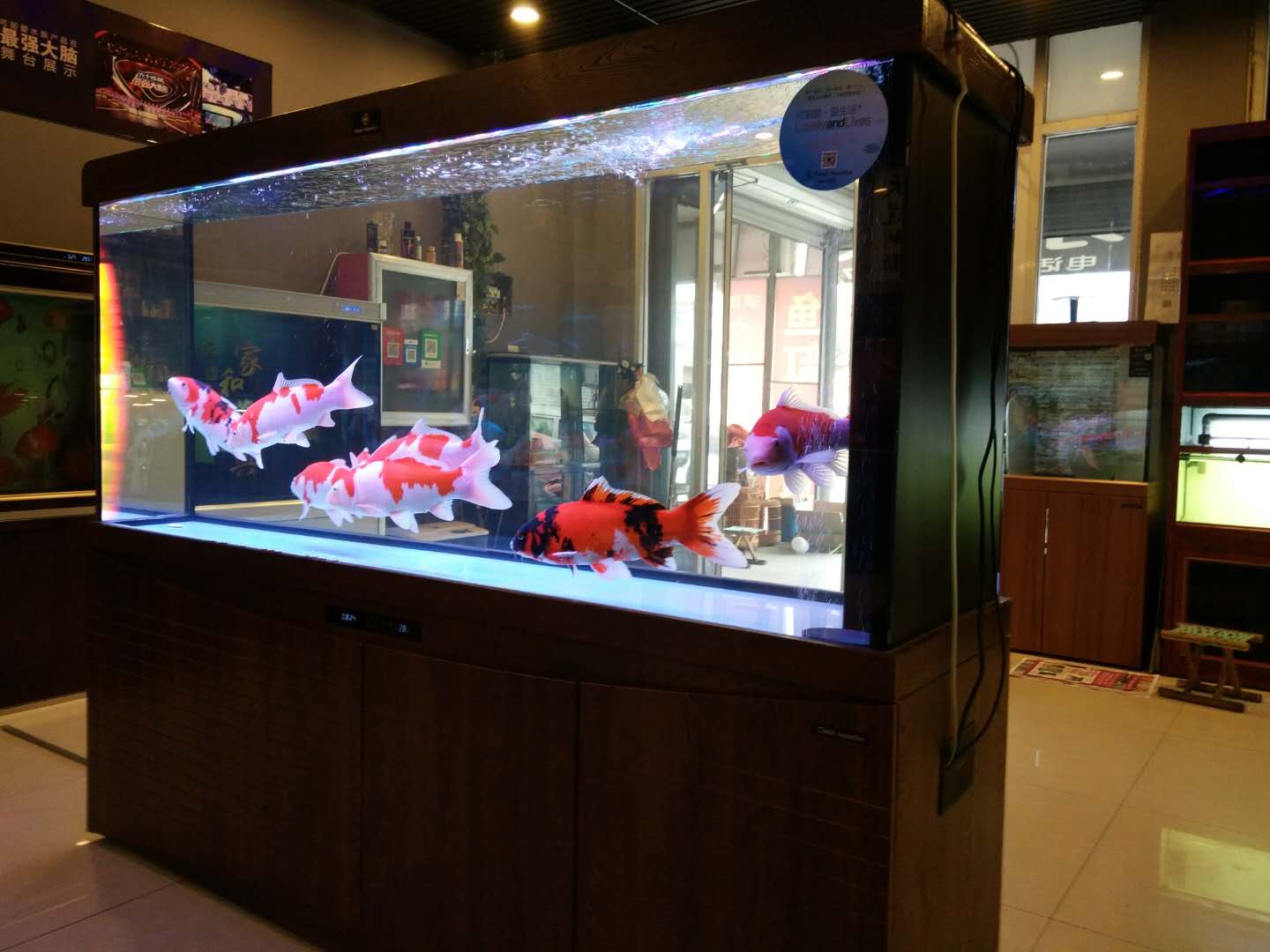 鱼缸水位高了不出氧怎么办,鱼缸没养好水鱼就到了咋办