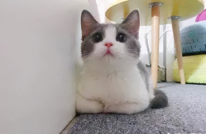 猫的终极凡尔赛：你的屏幕放不下我的腿