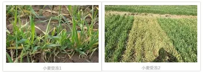 寒潮来袭你准备好了吗文案,倒春寒你冷吗