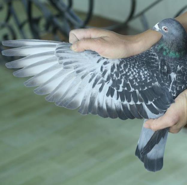 赛鸽换羽最快的方法,赛鸽训放技巧和方法