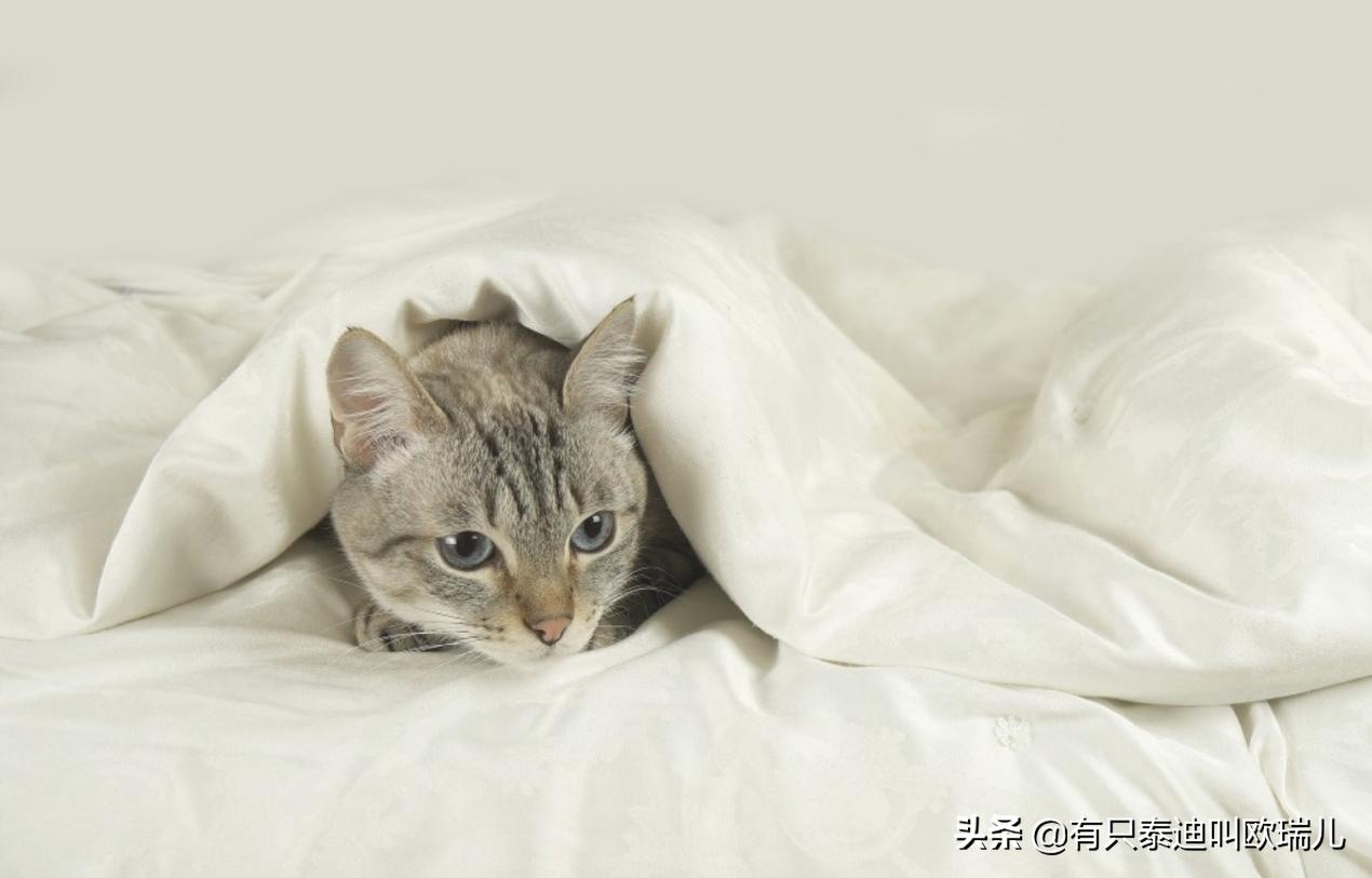 猫咪尿床上了怎么清理被子,猫咪尿床怎么办能教训它吗