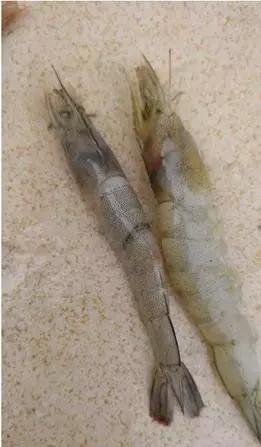 辟谣！对虾偷死没得治？针对偷死这份秘籍请收好！老养虾人总结