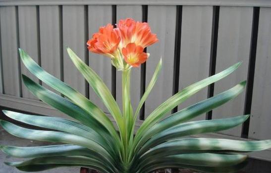 给君子兰施肥在浇水前还是浇水后,养君子兰要阶段性施肥