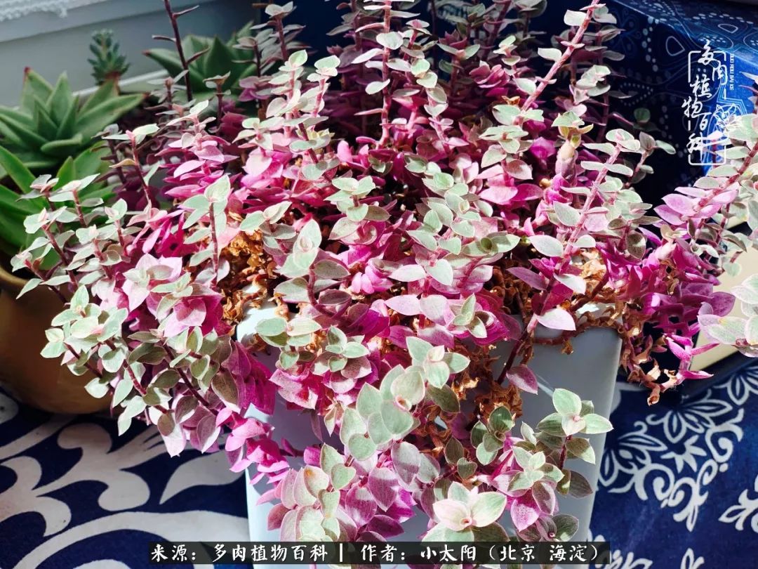 来自多肉的顽强生命力,与多肉朝夕相伴的美好时光