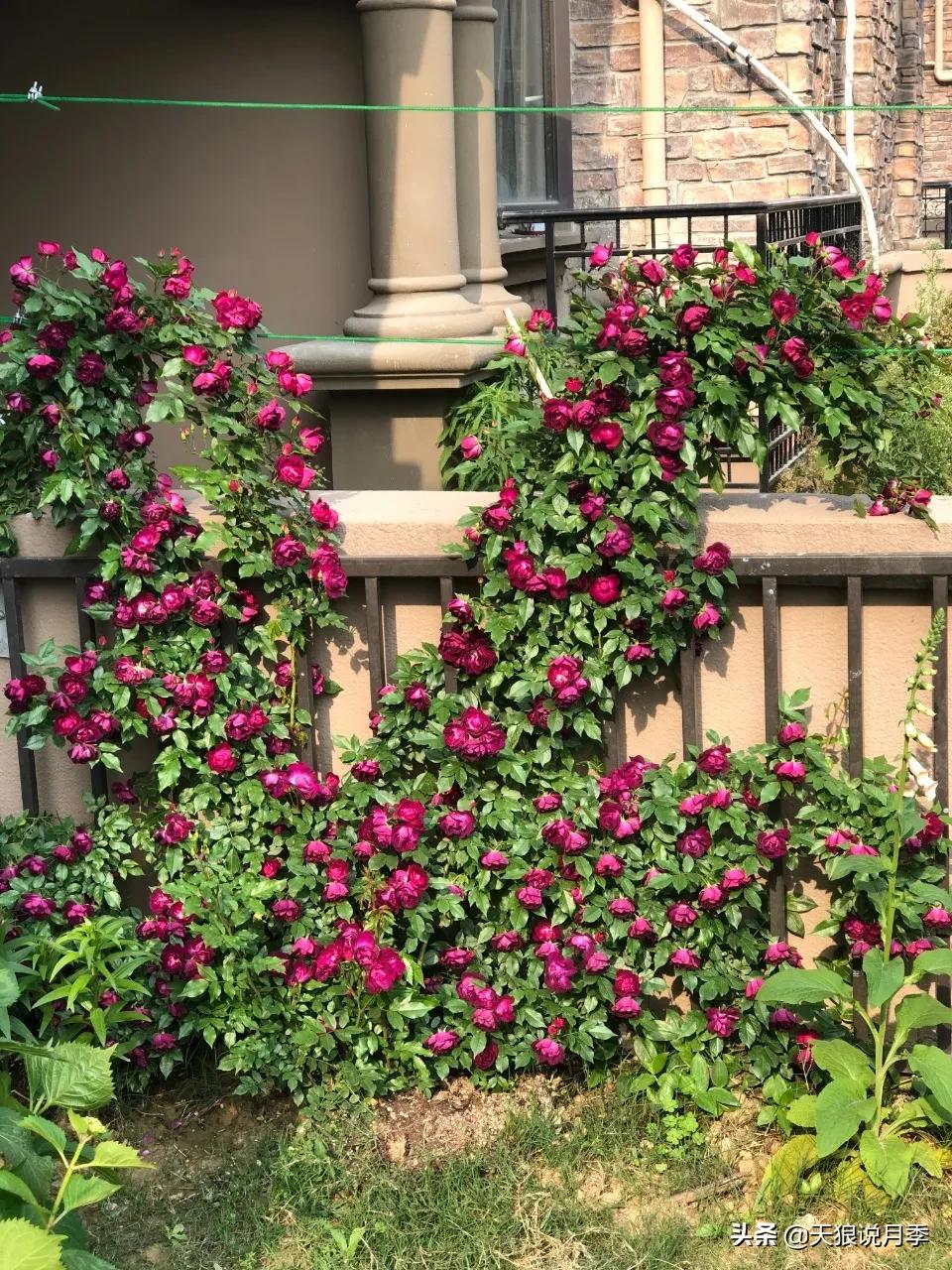 月季春季第一波花要不要剪,月季春季第一波花开后嫁接