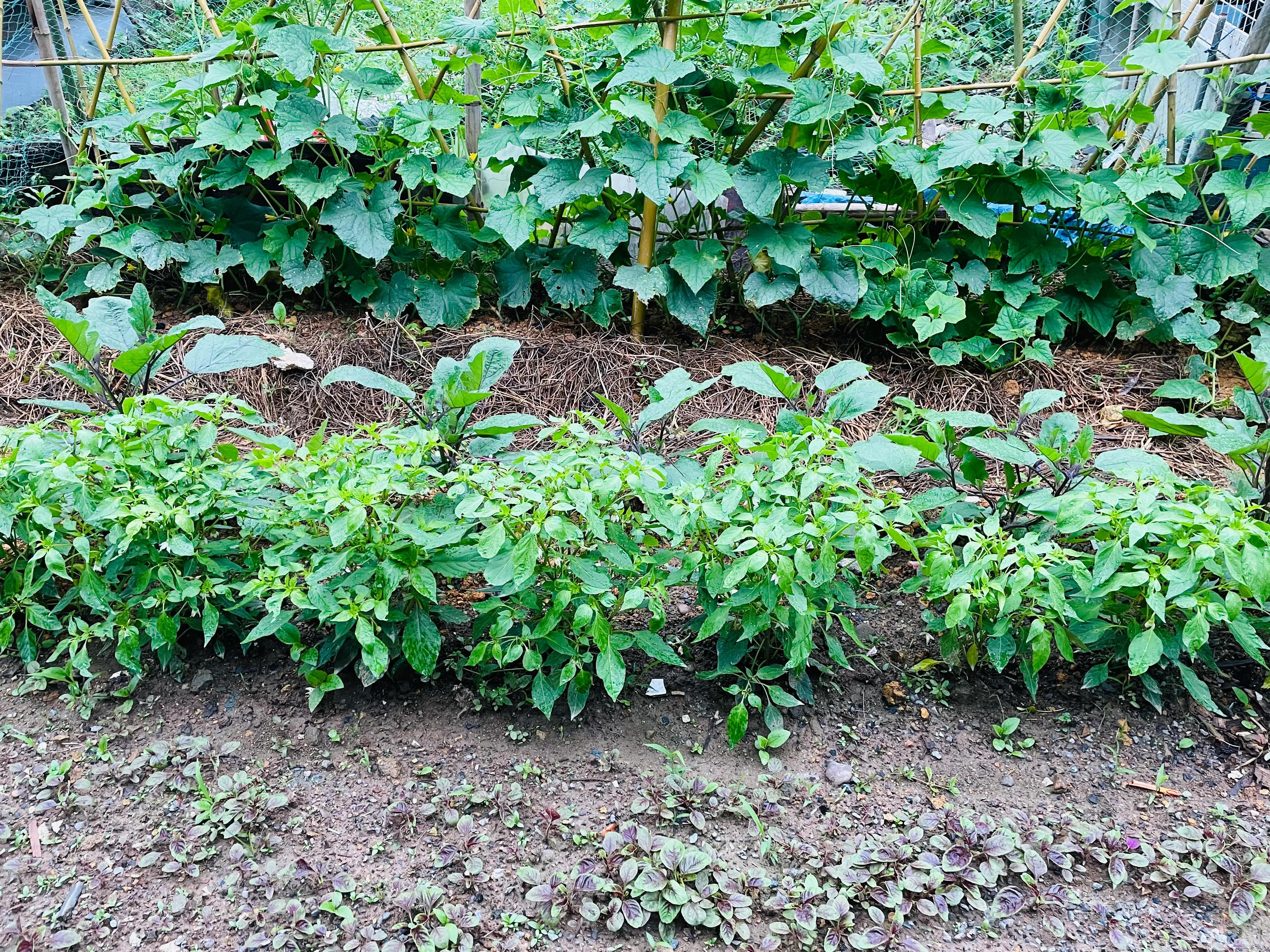 在农村老家卖菜种,在农村里买菜苗