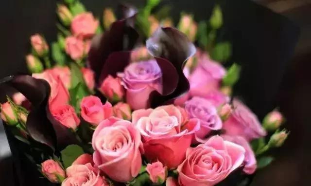 4000种不一样的玫瑰品种大全,100种玫瑰品种图鉴大全