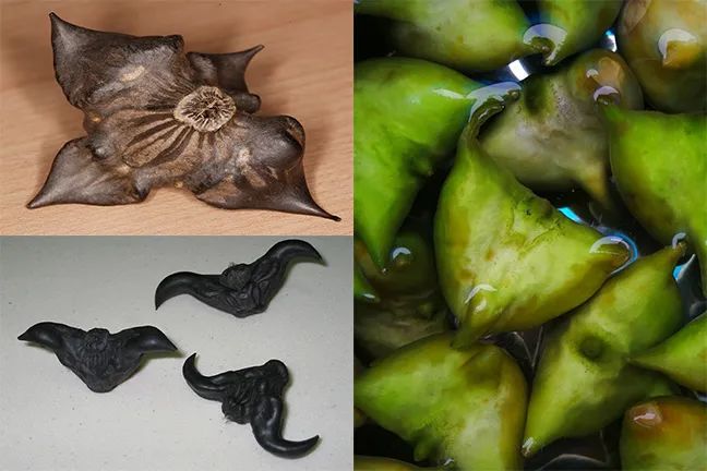 你吃的菱，是2角、4角还是0角？