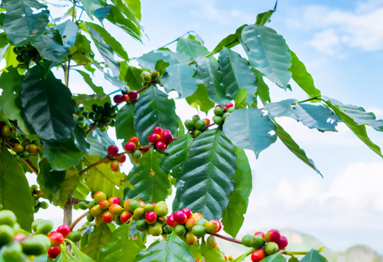 美好的一天从清晨一杯咖啡开始,美好的一天从一杯苦咖啡开始吧