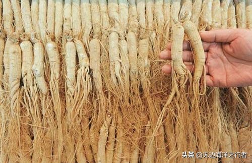 人参未来市场价格趋势,2020人参果市场行情分析