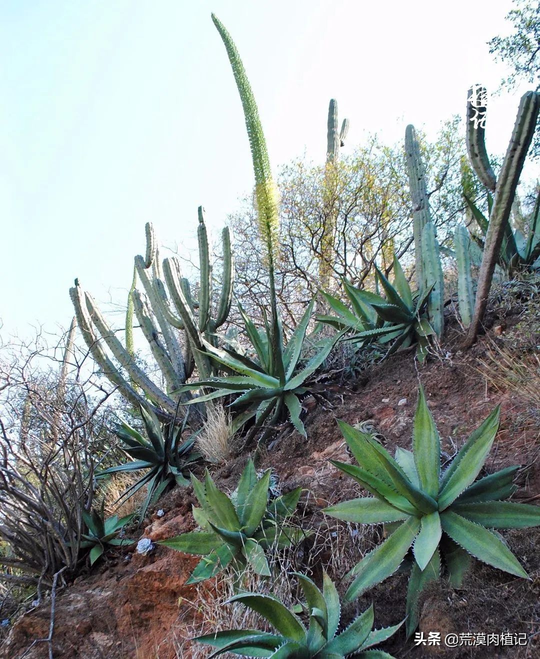 极品龙舌兰,精品龙舌兰欣赏