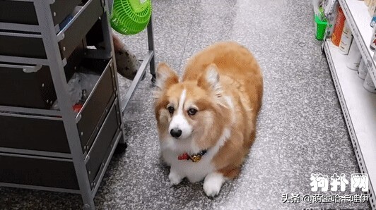 柯基冷得发抖,柯基是不是都这么热情啊