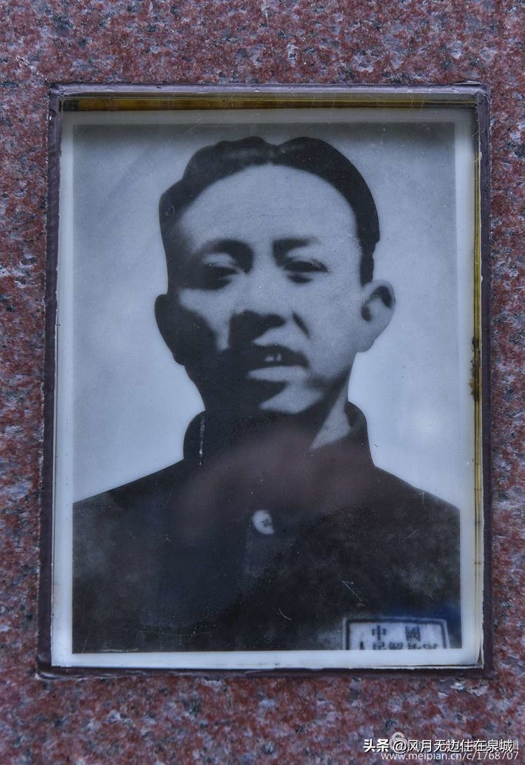 济南一颗梧桐树,济南的法国梧桐