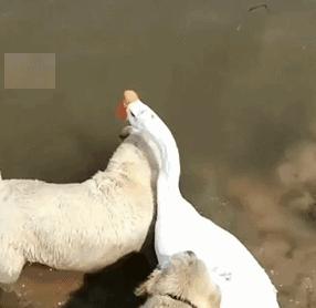 日本ekoDWorks新推出的“视觉陷阱T恤”，大写的尴尬哈哈哈哈”