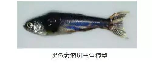 美国专家讲肥胖的危害,美国医学界警告新冠肥胖