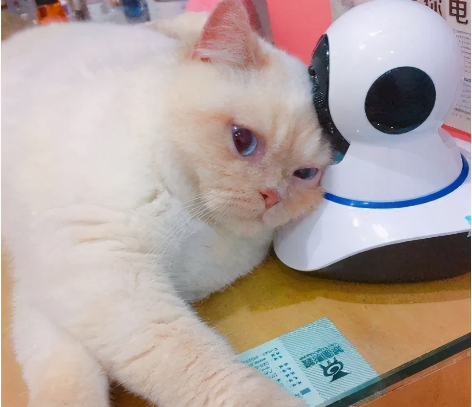 假期不在家猫怎么办,假期不出门的猫