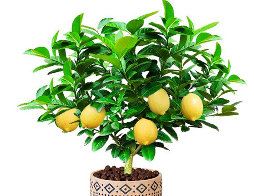 栽各种果树,20种适合栽在家的果树