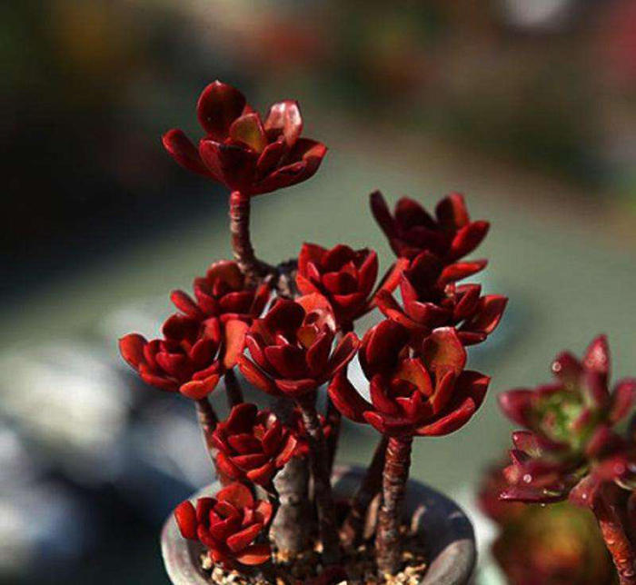 花土里小飞虫怎么彻底清除,花土里的黑色飞虫怎么消灭