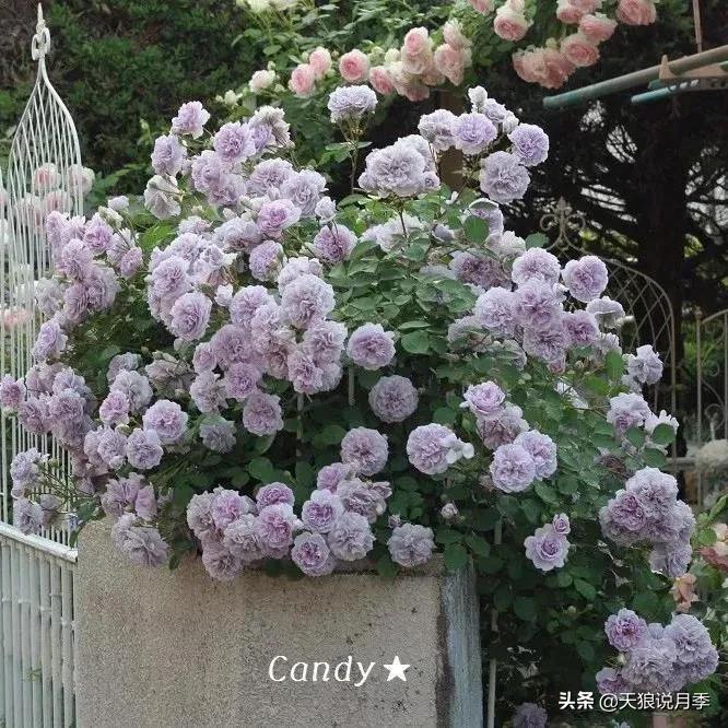 阳台还可以种植什么花种,阳台上也可以种出好看的花