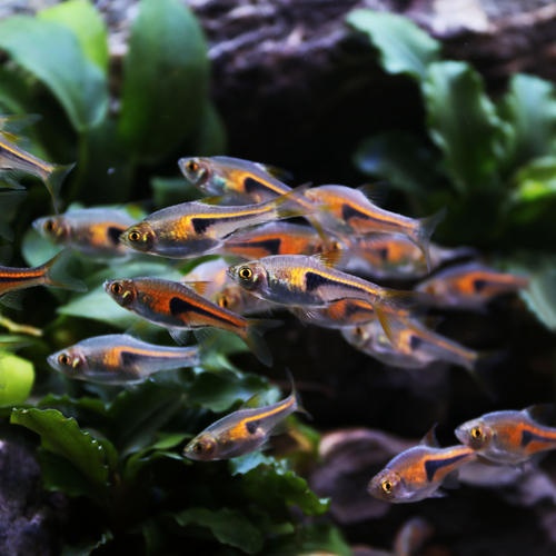 小型观赏鱼金三角灯,库尔勒金三角观赏鱼