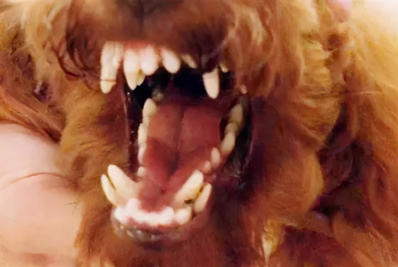 狗狗换牙啃硬的东西有哪些,狗狗换牙给他吃什么