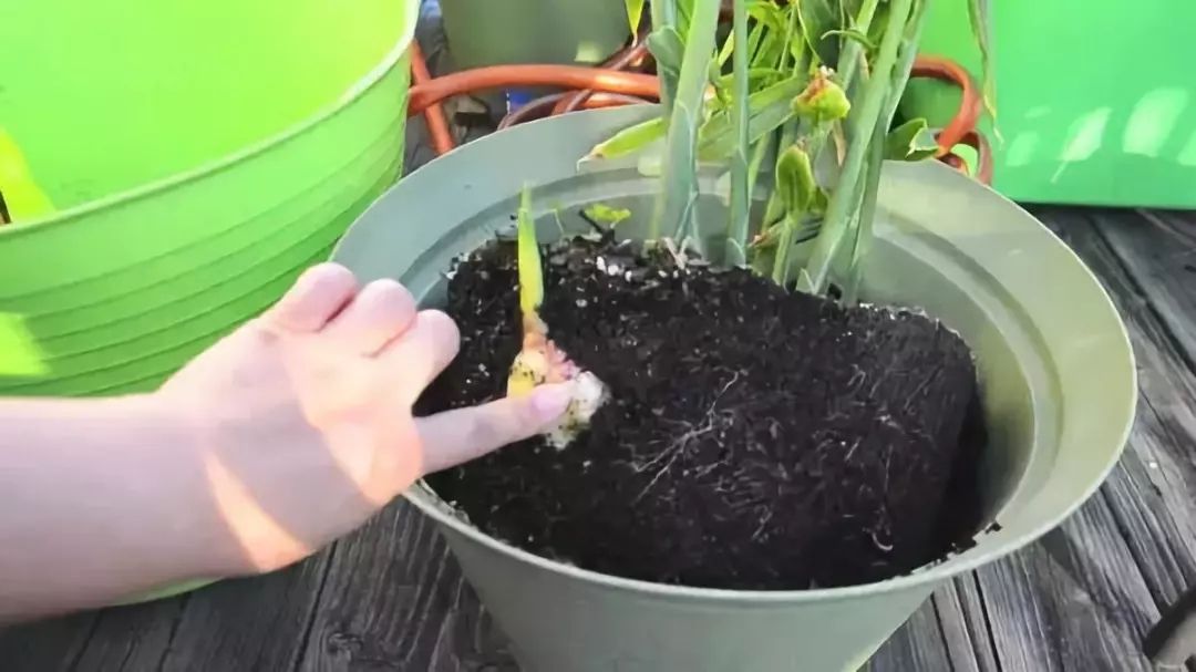 学习|切块生姜放水里，3天发芽，半年结出一桶姜