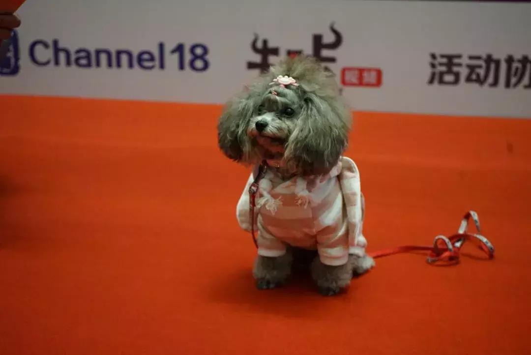 宠物生活节南京,南京宠物文化节活动