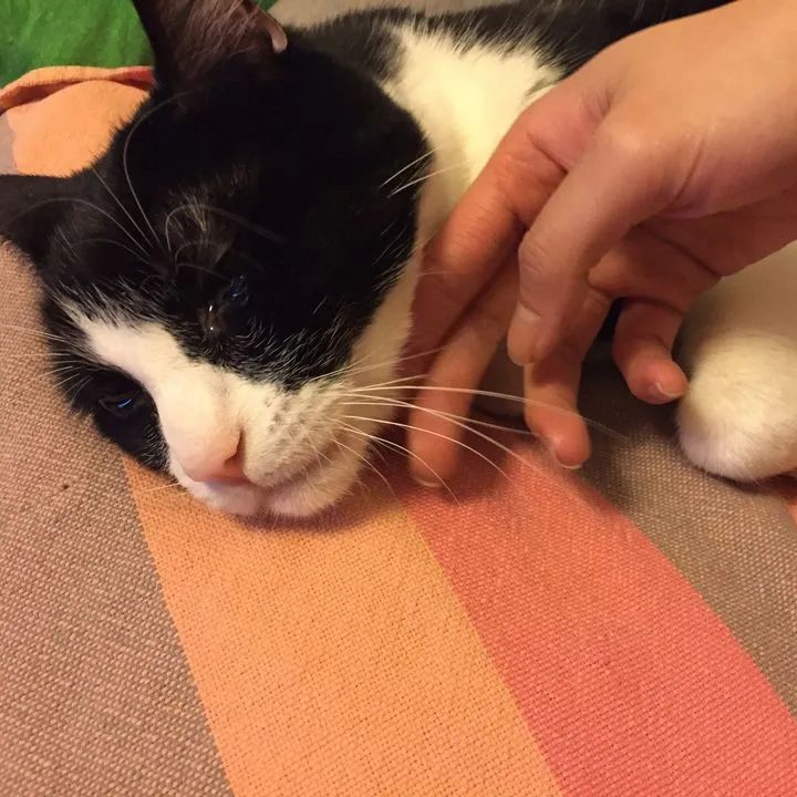 流泪猫猫头,流泪猫猫头抱小熊