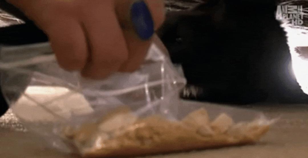 猫为什么总凶别人,猫为什么凶新来家的小猫