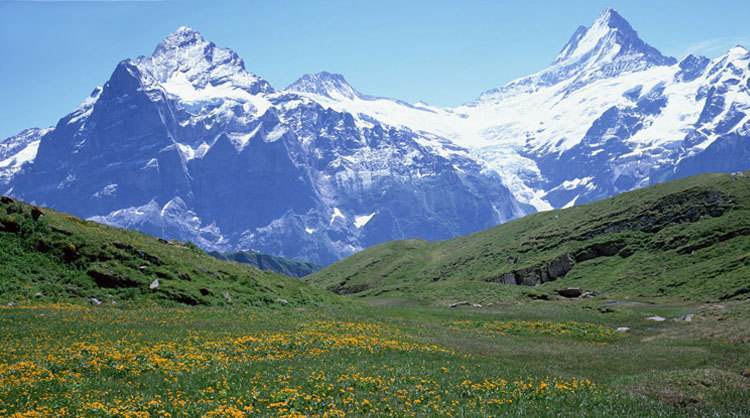 天山雪菊有养肺的功效吗,昆仑雪菊野生的好还是养殖的好