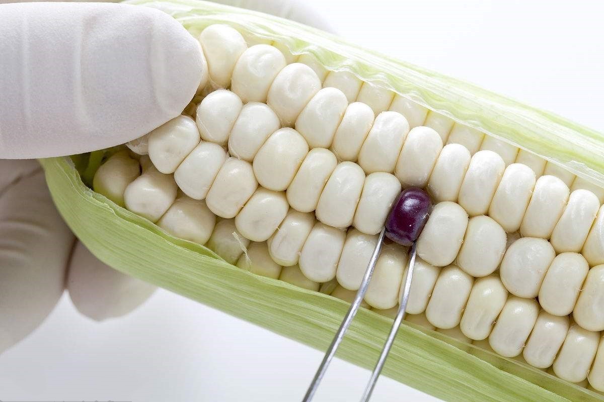 美国墨西哥转基因,美国布萨特计划