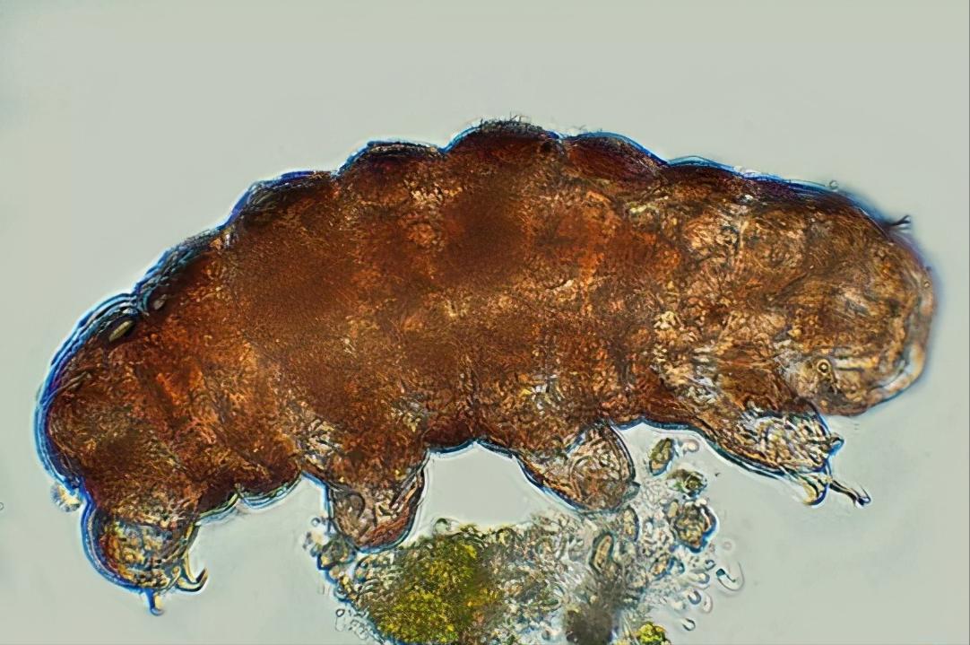 龙是否存在龙是一种怎样的生物,如果龙真实存在为什么没有化石