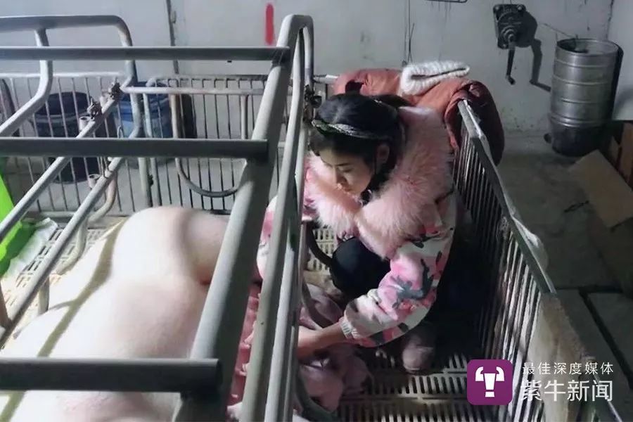 农村养猪年入百万的女孩,养猪的有钱女网红