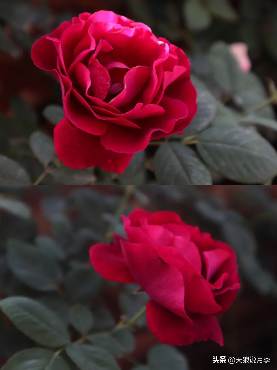 怎么打造露台小花园,如何打理自己的露台小花园