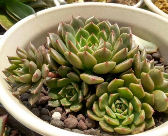 多肉叶子变软了蔫蔫的怎么救活,多肉叶子发软打蔫儿怎么处理