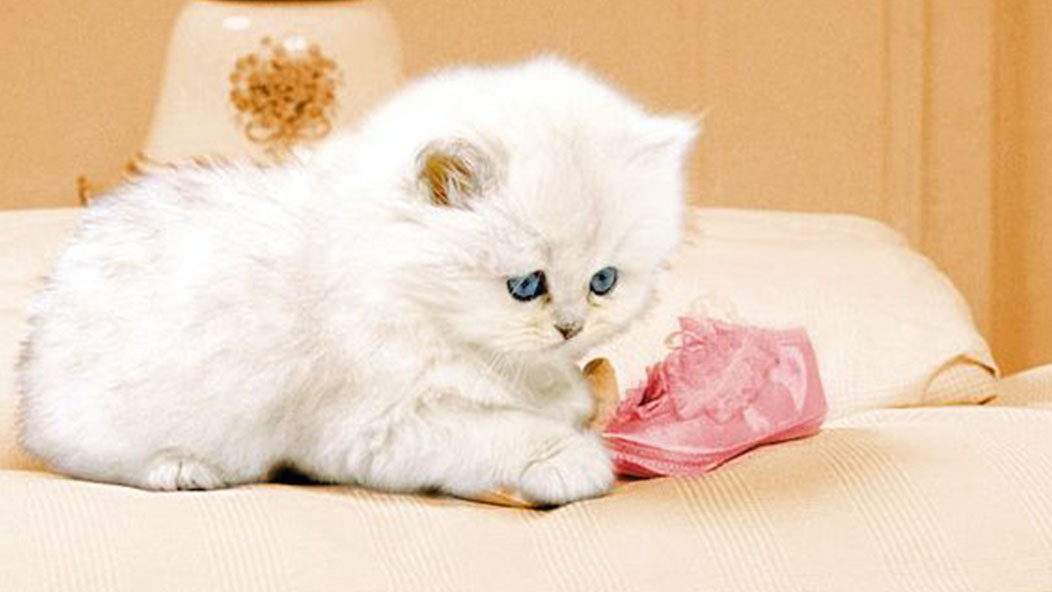 如何治疗猫癣,该如何治疗猫癣